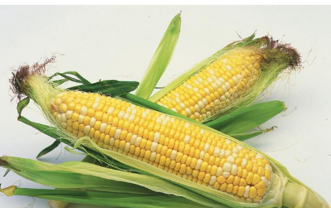 玉米可以套种什么农作物1