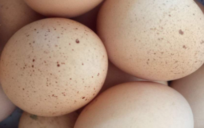鸡蛋壳|为什么鸡蛋壳上面有许多小点