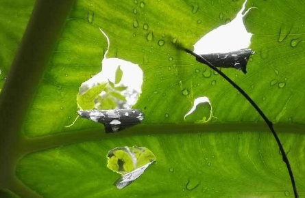 立秋后多雨会导致霜期提前还是压后1