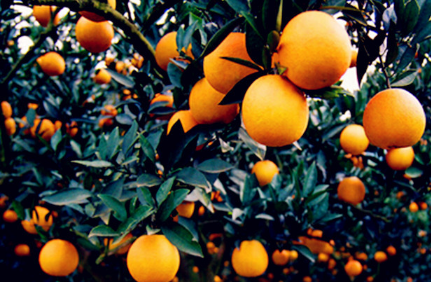 柑橘缺营养是怎么回事2