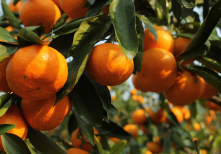柑橘缺营养是怎么回事3