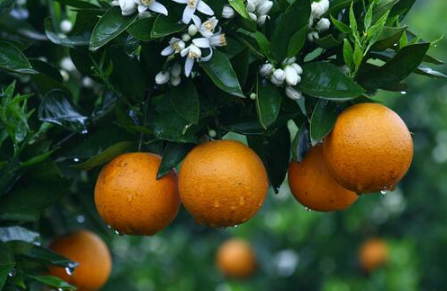 柑橘缺营养是怎么回事1