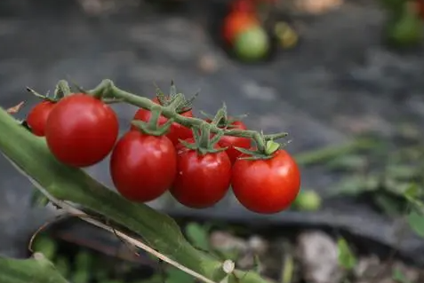 小番茄冬天可以种吗2