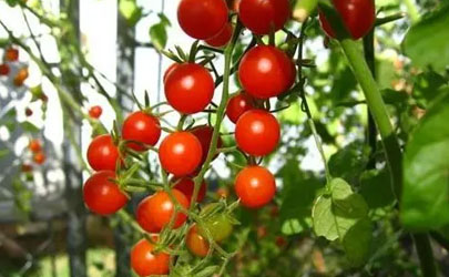 小番茄冬天可以种吗