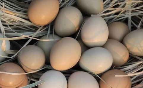 鸡蛋|鸡蛋放热水里能闷熟吗