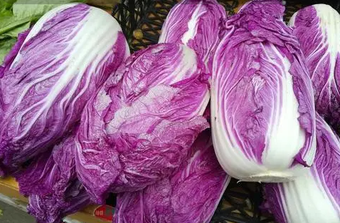 秋天种紫白菜成活率高吗2