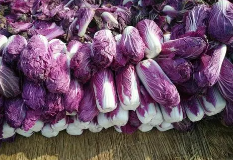 秋天种紫白菜成活率高吗3