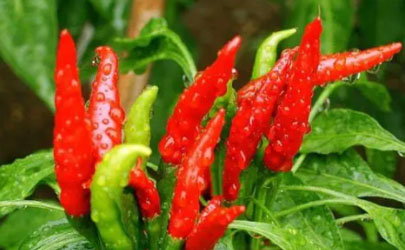 秋冬种的辣椒为啥产量低