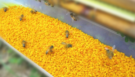 蜂花粉一天吃多少合适2