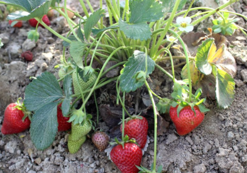 草莓苗种植多久能施肥 3