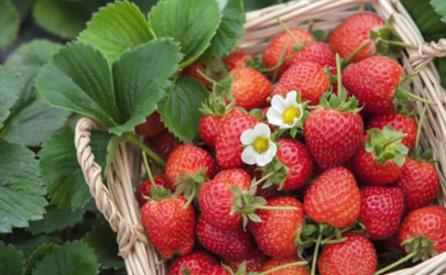 草莓苗种植多久能施肥