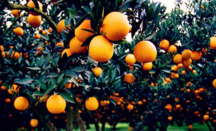 柑橘采收前如何浇水施肥1