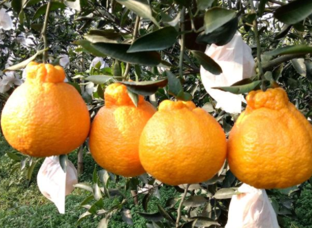 十一月份摘的丑橘好吃吗3