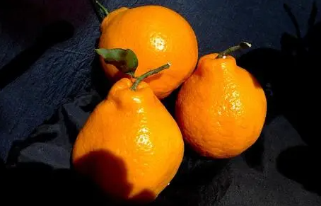 丑橘能卖到几月份3