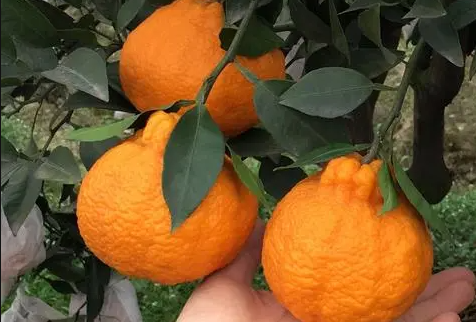 丑橘能卖到几月份2