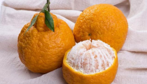 丑橘|丑橘买回来放冰箱还是常温保存