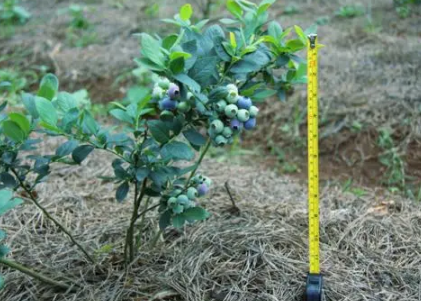 蓝莓苗适合什么时候栽种2