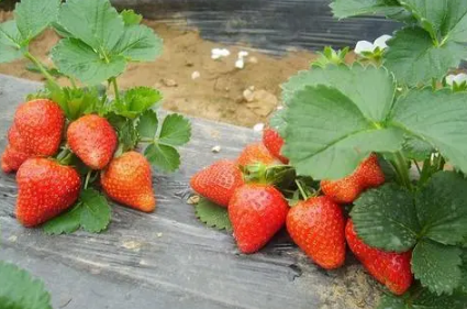 草莓苗什么时候栽种成活率高2