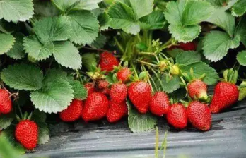 草莓苗什么时候栽种成活率高3