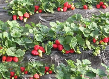 草莓苗什么时候栽种成活率高1