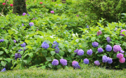 孕婦養(yǎng)繡球花會(huì)致畸嗎1