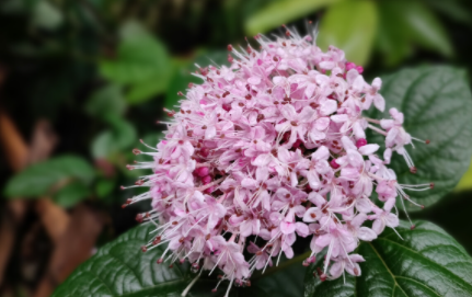 孕婦養(yǎng)繡球花會(huì)致畸嗎2