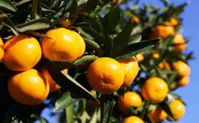 为什么柑橘尝起来是酸的