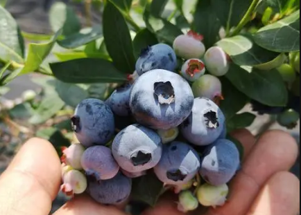 蓝莓幼苗用什么土长得好2