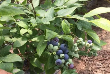 蓝莓幼苗用什么土长得好3