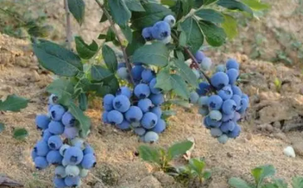 蓝莓幼苗用什么土长得好1