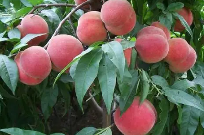 桃树如何施肥才能高产3