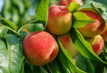 桃树如何施肥才能高产1