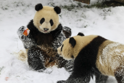 大熊猫在冬天冬不冬眠2