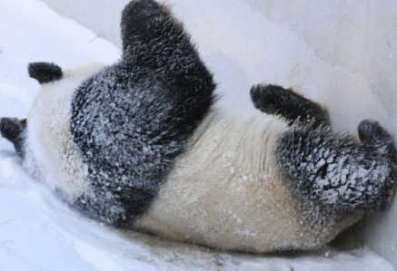 大熊猫在冬天冬不冬眠3