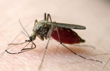 蚊子|蚊子几月份才会不咬人