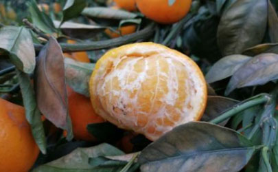 柑橘被霜打了会怎样