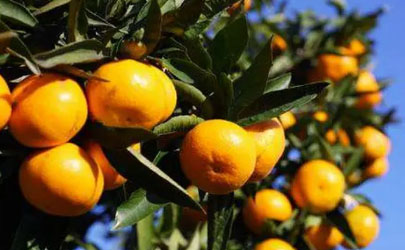 柑橘为什么要控梢