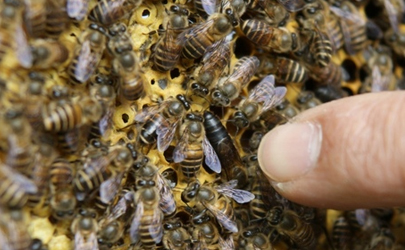 30只蜜蜂1只蜂王能繁殖吗