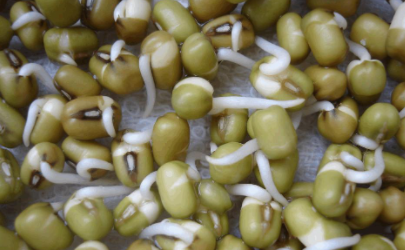 在家用绿豆怎么让它发芽呢