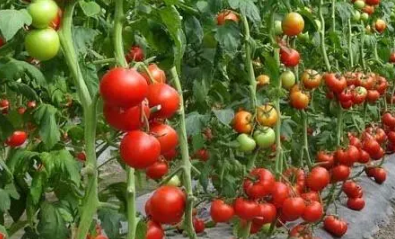 西红柿移栽缓苗需要几天3