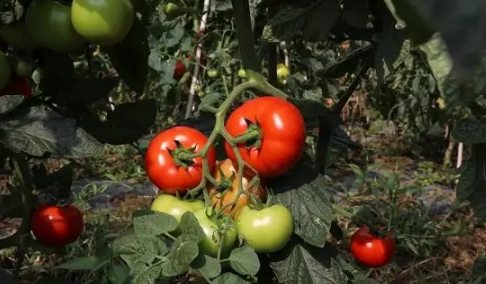 西红柿移栽缓苗需要几天1