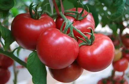 西红柿移栽缓苗需要几天2