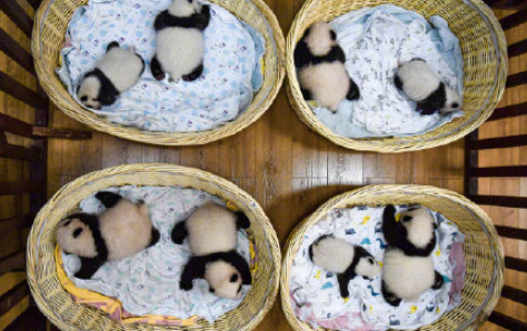 国际熊猫节是什么时候20222