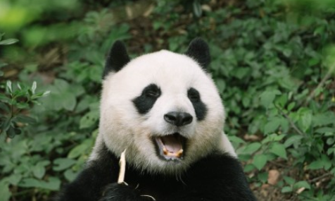 国际熊猫节是什么时候20221