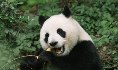 国际熊猫节是什么时候20223