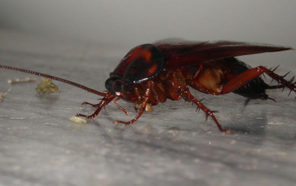 蟑螂会对杀蟑胶饵产生抗药性吗3