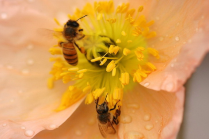 秋季花粉过敏是什么花粉4