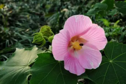 芙蓉花在幾月開3