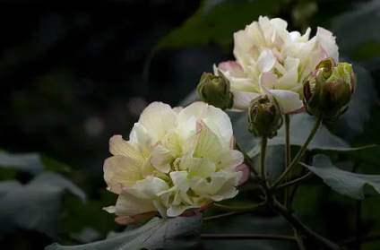 芙蓉花在几月开1