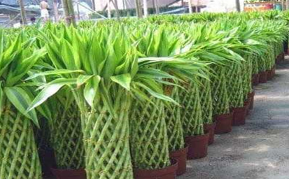 竹类植物能在室内养殖吗3